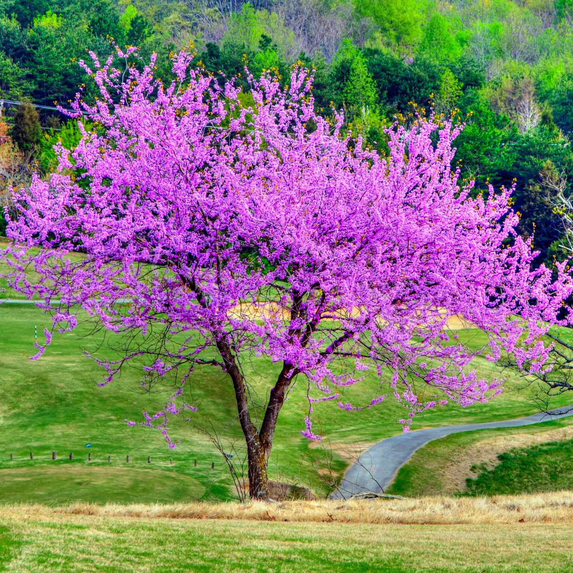 Eastern Redbud plant pink blossoms in bloom, Live Good Logistics on Tampa Home & Garden Store