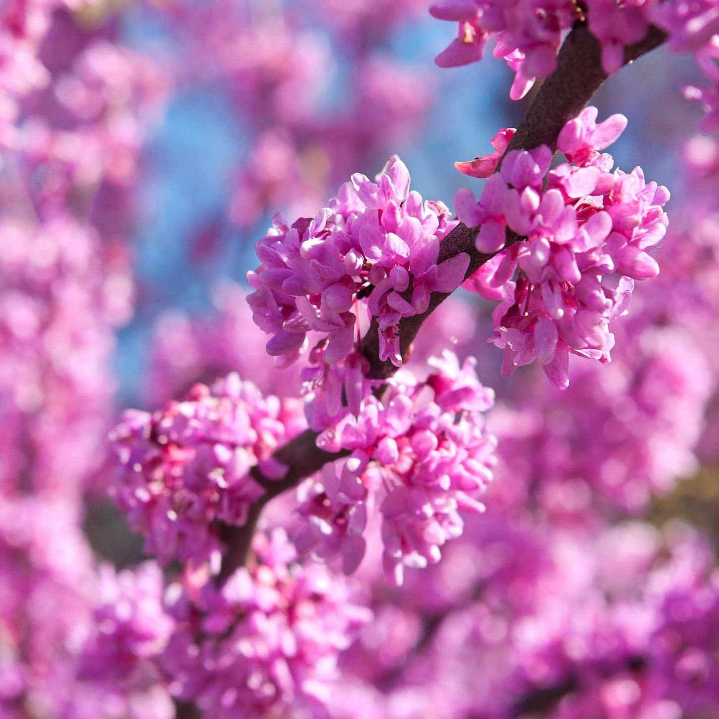 Eastern Redbud plant with pink blossoms on a brown branch by Live Good Logistics on Tampa Home & Garden Store