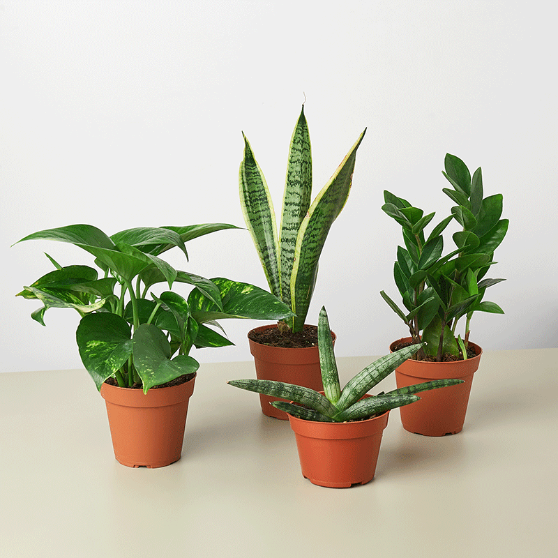 Easy Care Variety Bundle indoor plants; four green pots with pothos, snake plant, and ZZ plant on Tampa Home & Garden Store