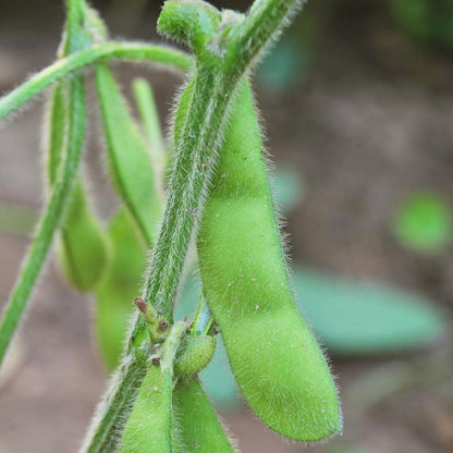 Edamame Soybean Seeds (Organic) - Tampa Home & Garden Store