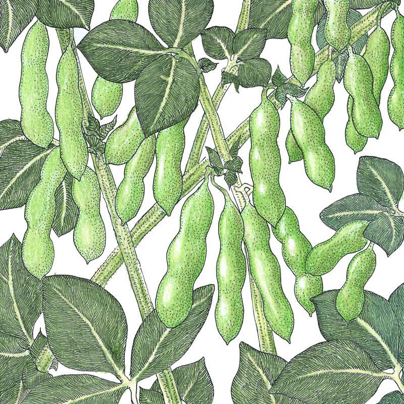 Edamame Soybean Seeds (Organic) - Tampa Home & Garden Store
