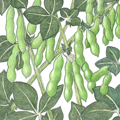 Edamame Soybean Seeds (Organic) - Tampa Home & Garden Store