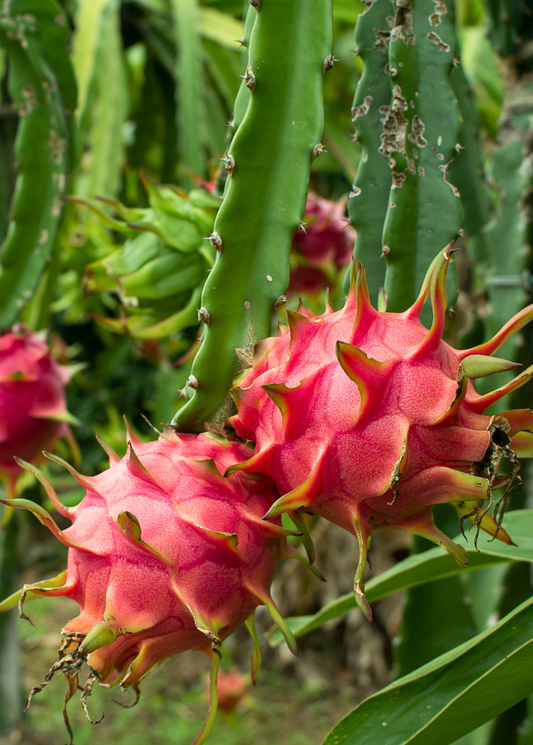 Plante de fruit du dragon 'Edgar' (Hylocereus stenopterus x Hylocereus Guatemalensis)
