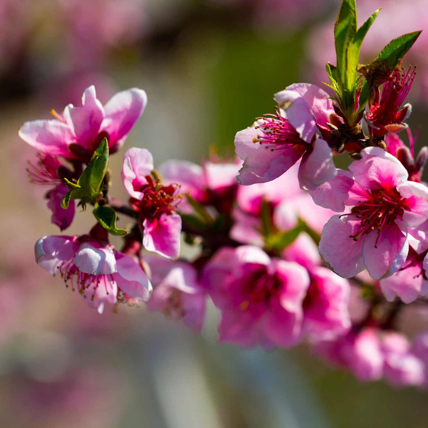 Elberta Peach Tree flowering pink blossoms with green leaves on Tampa Home & Garden Store