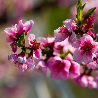 Elberta Peach Tree flowering pink blossoms with green leaves on Tampa Home & Garden Store