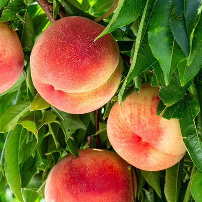 Elberta Peach Tree plant with ripe peaches among green leaves Live Good Logistics on Tampa Home & Garden Store