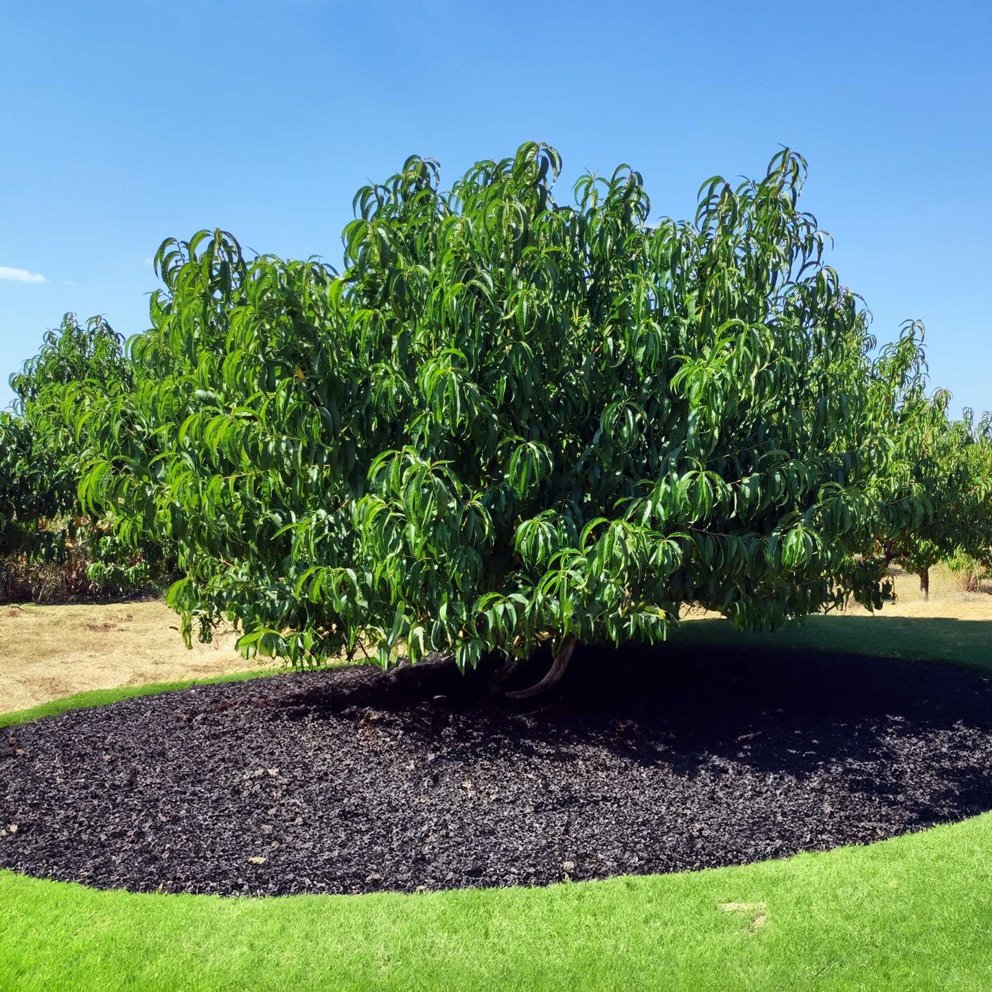 Elberta Peach Tree plant with lush green foliage and a rounded outdoor canopy on Tampa Home & Garden Store