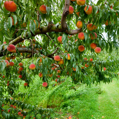 Elberta Peach Tree plant with abundant ripe peaches and lush green leaves on Tampa Home & Garden Store