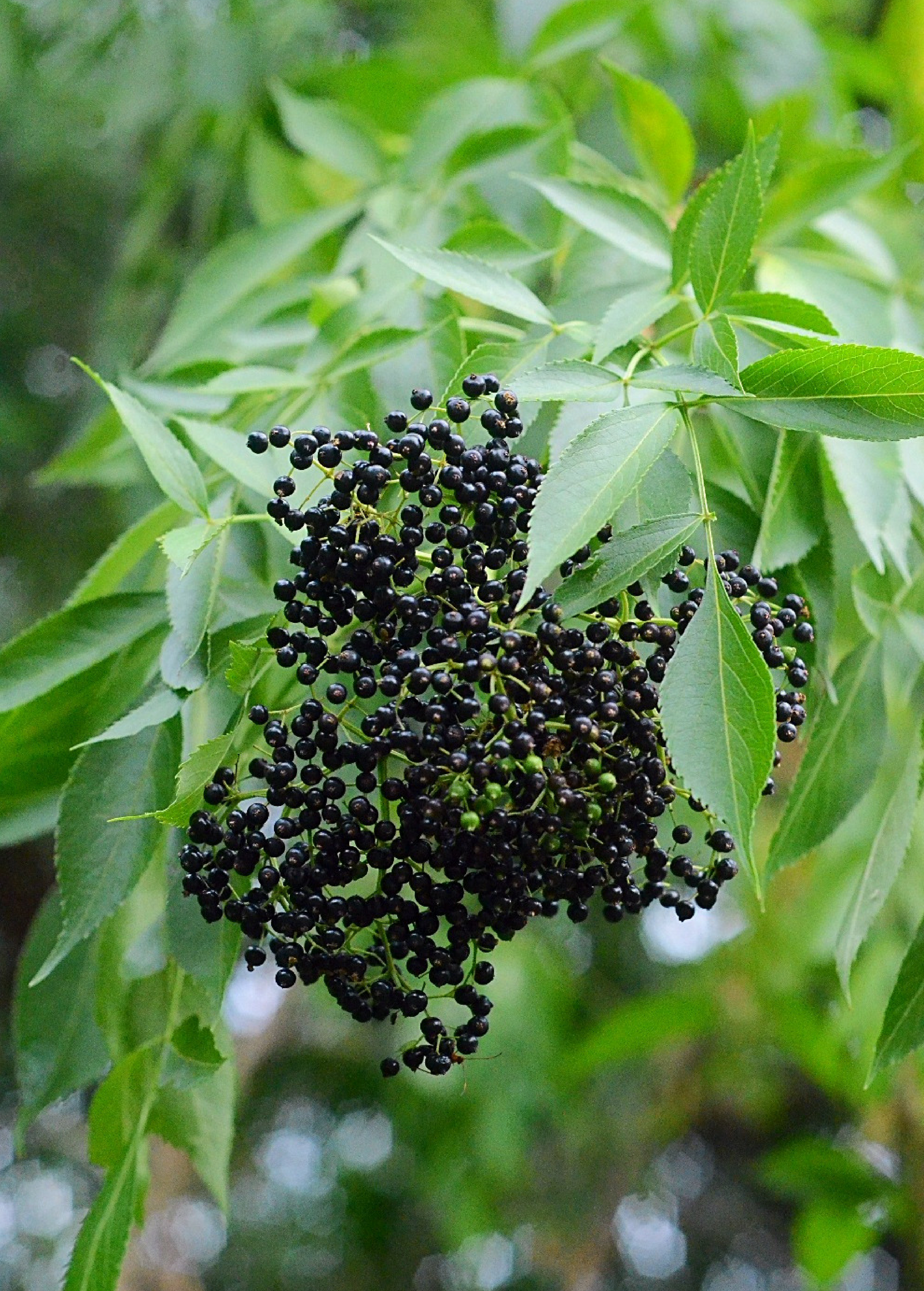 Elderberry, Florida Native (Sambucus canadensis) - Tampa Home & Garden Store