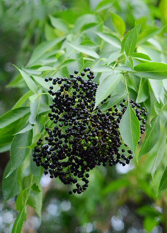 Elderberry, Florida Native (Sambucus canadensis) - Tampa Home & Garden Store