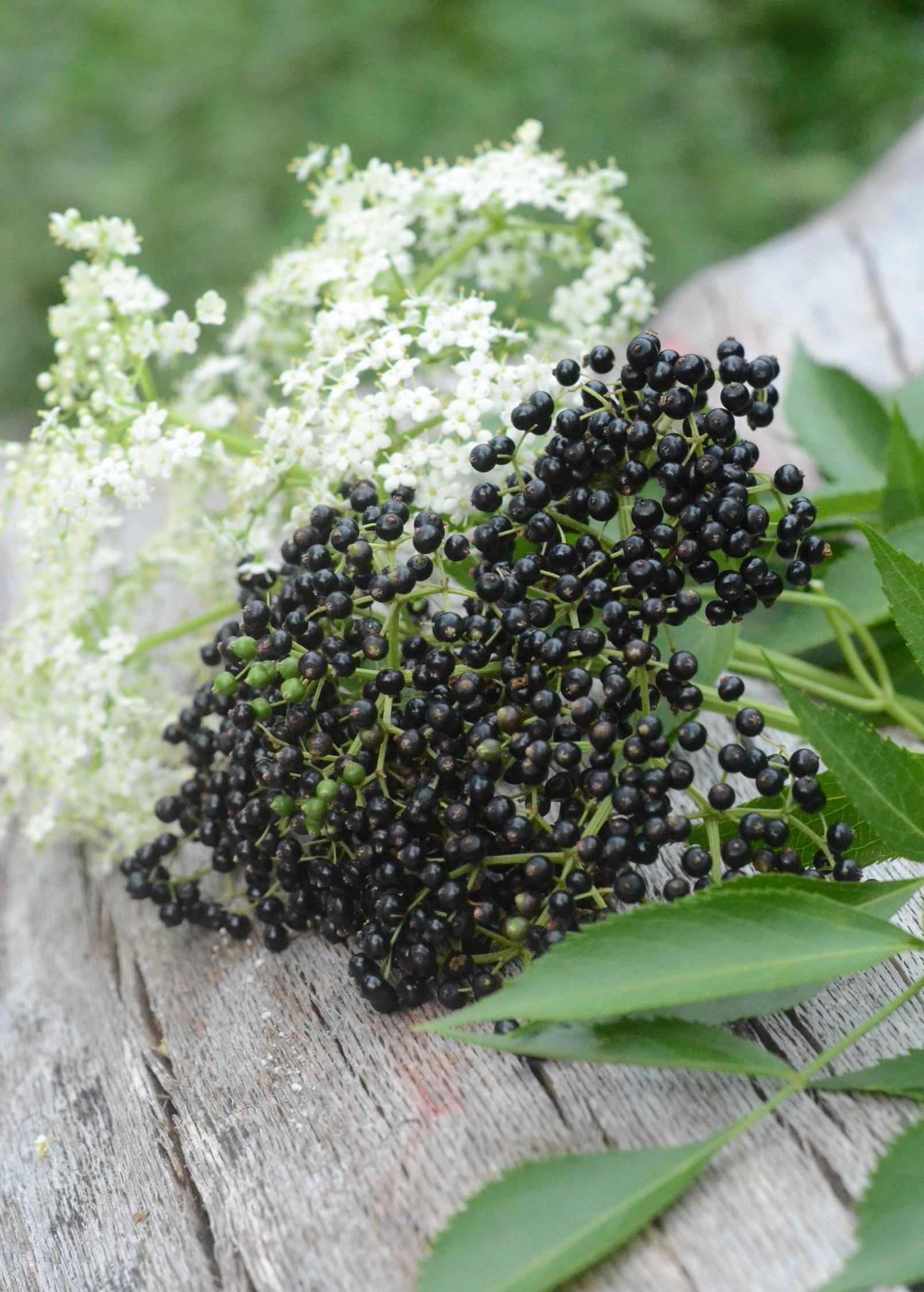 Elderberry, Florida Native (Sambucus canadensis) - Tampa Home & Garden Store