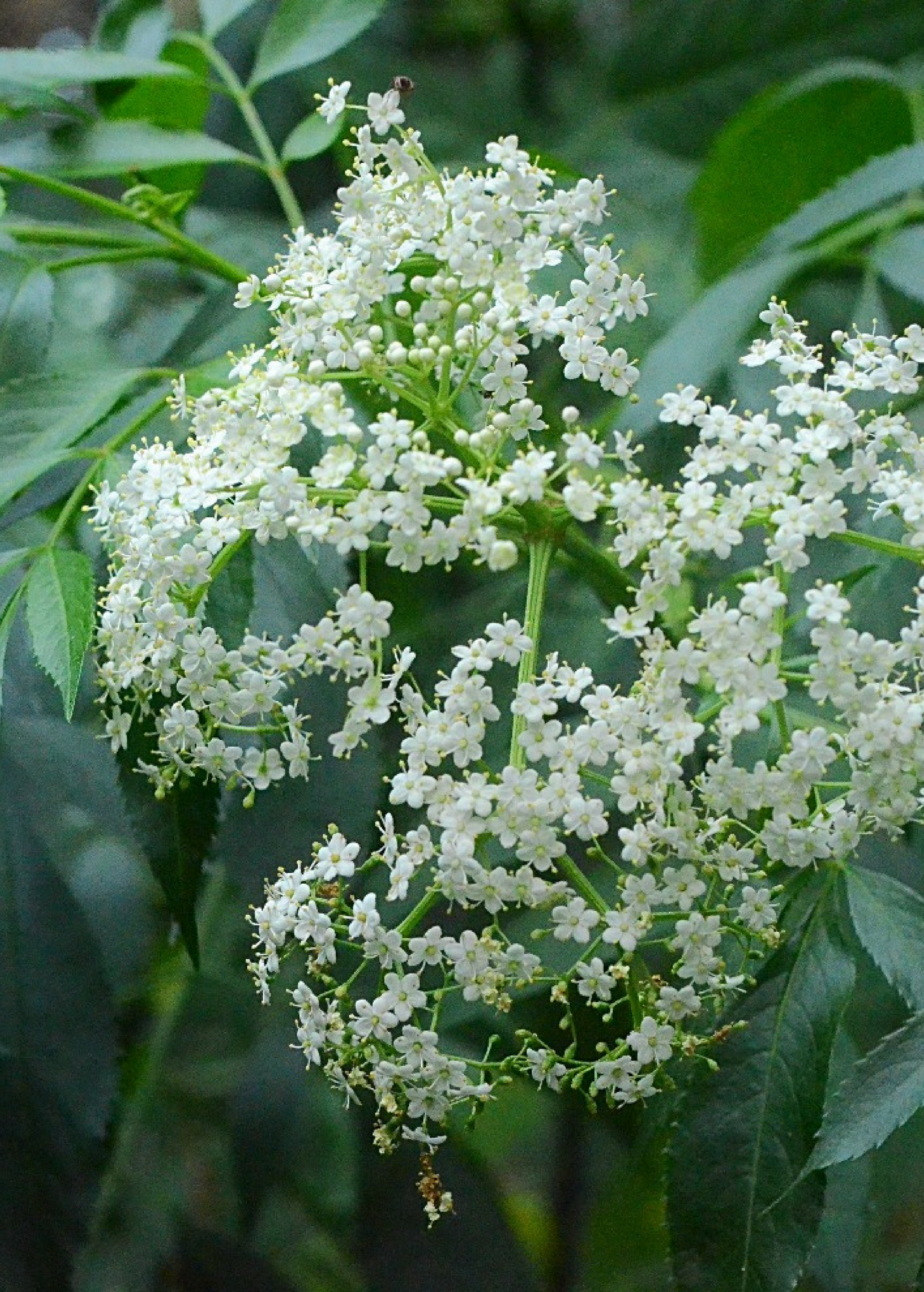 Elderberry, Florida Native (Sambucus canadensis) - Tampa Home & Garden Store