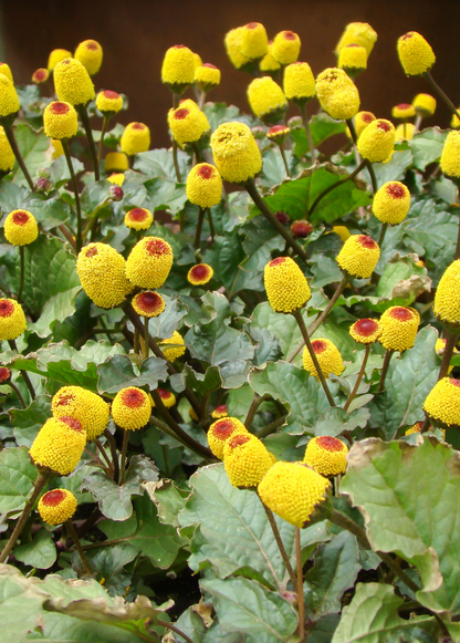 Electric Daisy Toothache Plant (Spilanthes acmella) - Tampa Home & Garden Store