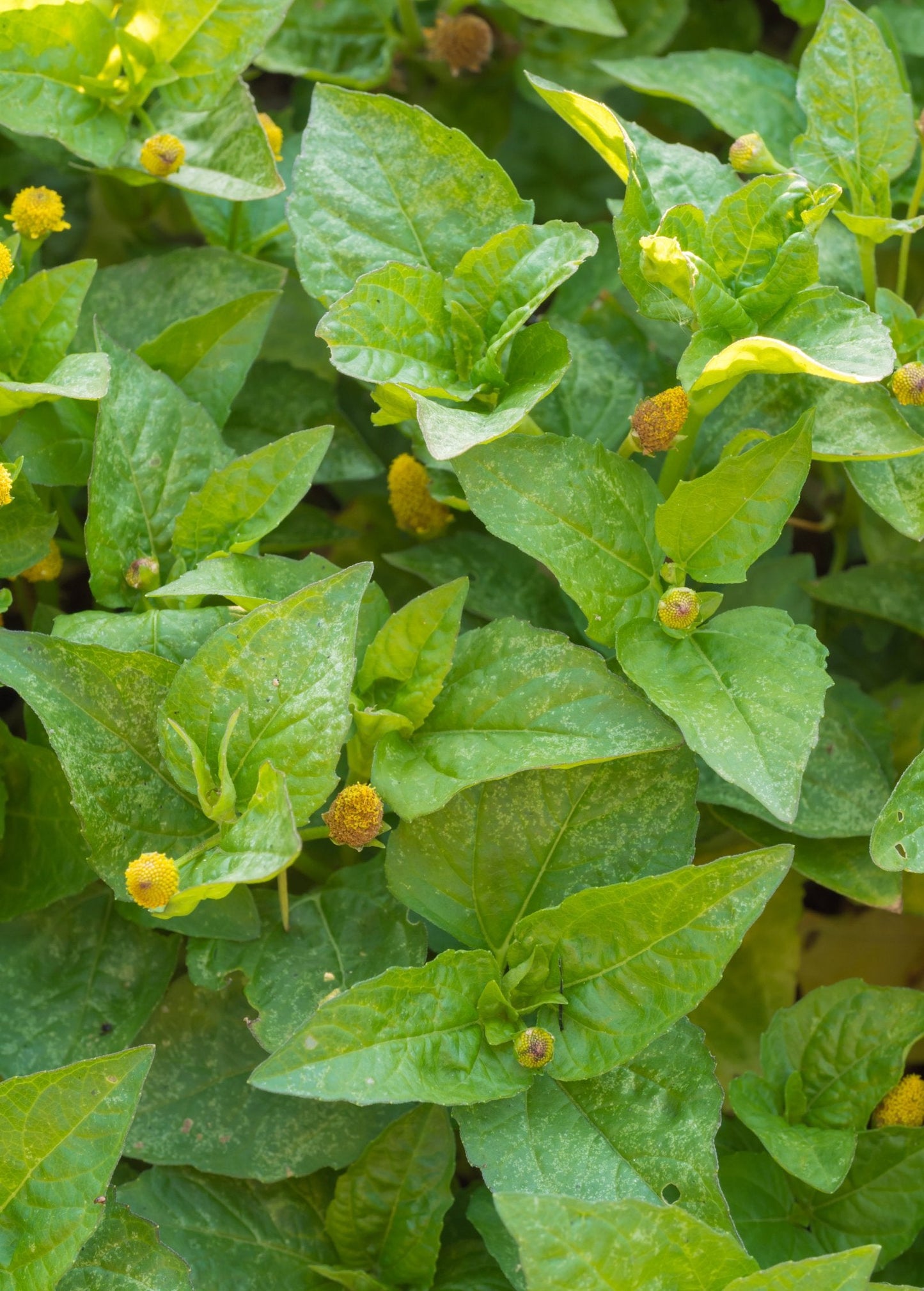 Electric Daisy Toothache Plant (Spilanthes acmella) - Tampa Home & Garden Store