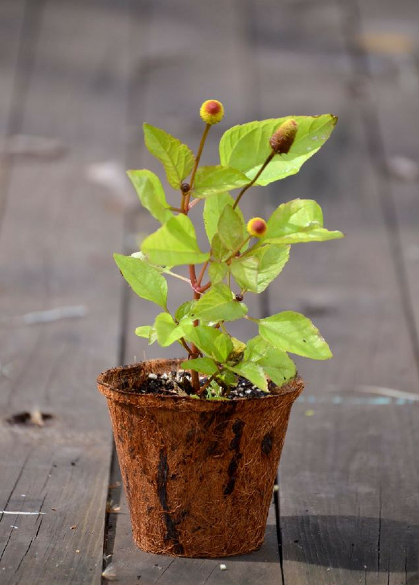 Electric Daisy Toothache Plant (Spilanthes acmella) - Tampa Home & Garden Store