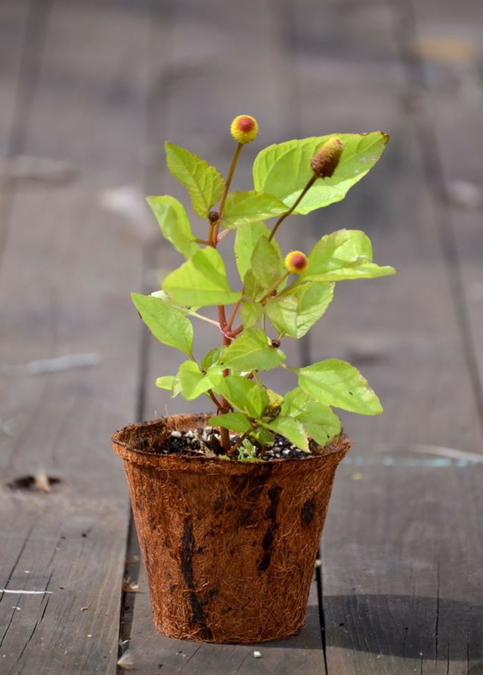 Electric Daisy Toothache Plant (Spilanthes acmella) - Tampa Home & Garden Store