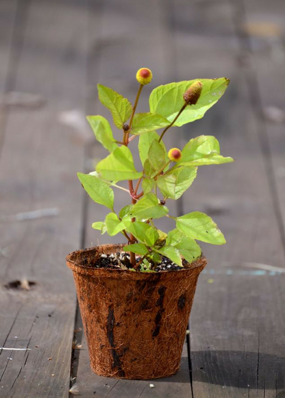 Electric Daisy Toothache Plant (Spilanthes acmella) - Tampa Home & Garden Store