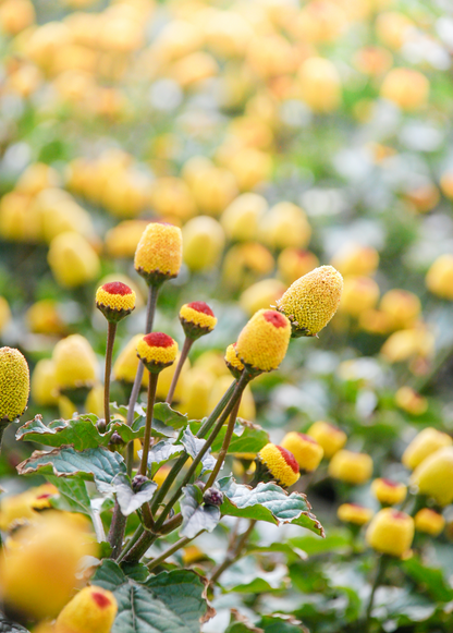 Electric Daisy Toothache Plant (Spilanthes acmella) - Tampa Home & Garden Store