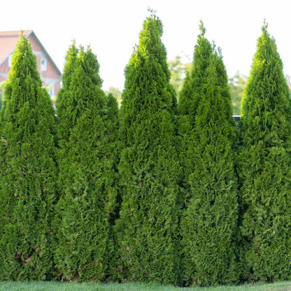 Emerald Green Arborvitae plant, tall evergreen conifers with dense foliage on Tampa Home & Garden Store