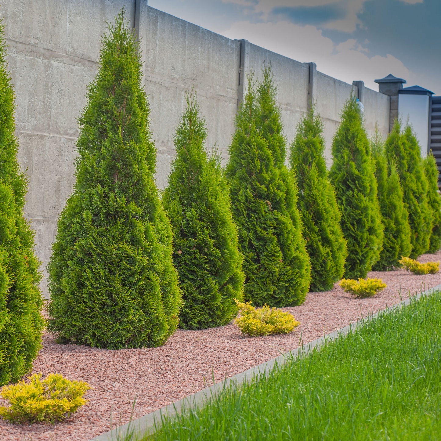 Emerald Green Arborvitae plants, conical evergreens in a gravel landscape along a wall on Tampa Home & Garden Store