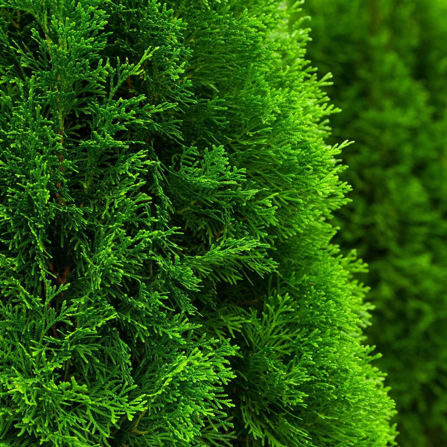 Emerald Green Arborvitae plant with dense bright green evergreen foliage for outdoor use on Tampa Home & Garden Store