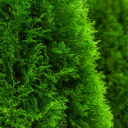 Emerald Green Arborvitae plant with dense bright green evergreen foliage for outdoor use on Tampa Home & Garden Store