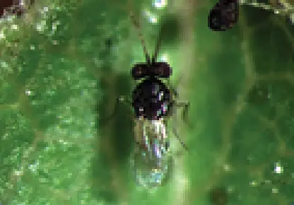 GrowersHouse Encarsia formosa parasitoid wasp for whitefly control; tiny black wasp on Tampa Home & Garden Store