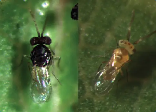 E. formosa & E. eremicus parasitoid wasps for whitefly control, mixed-color adults on leaf on Tampa Home & Garden Store