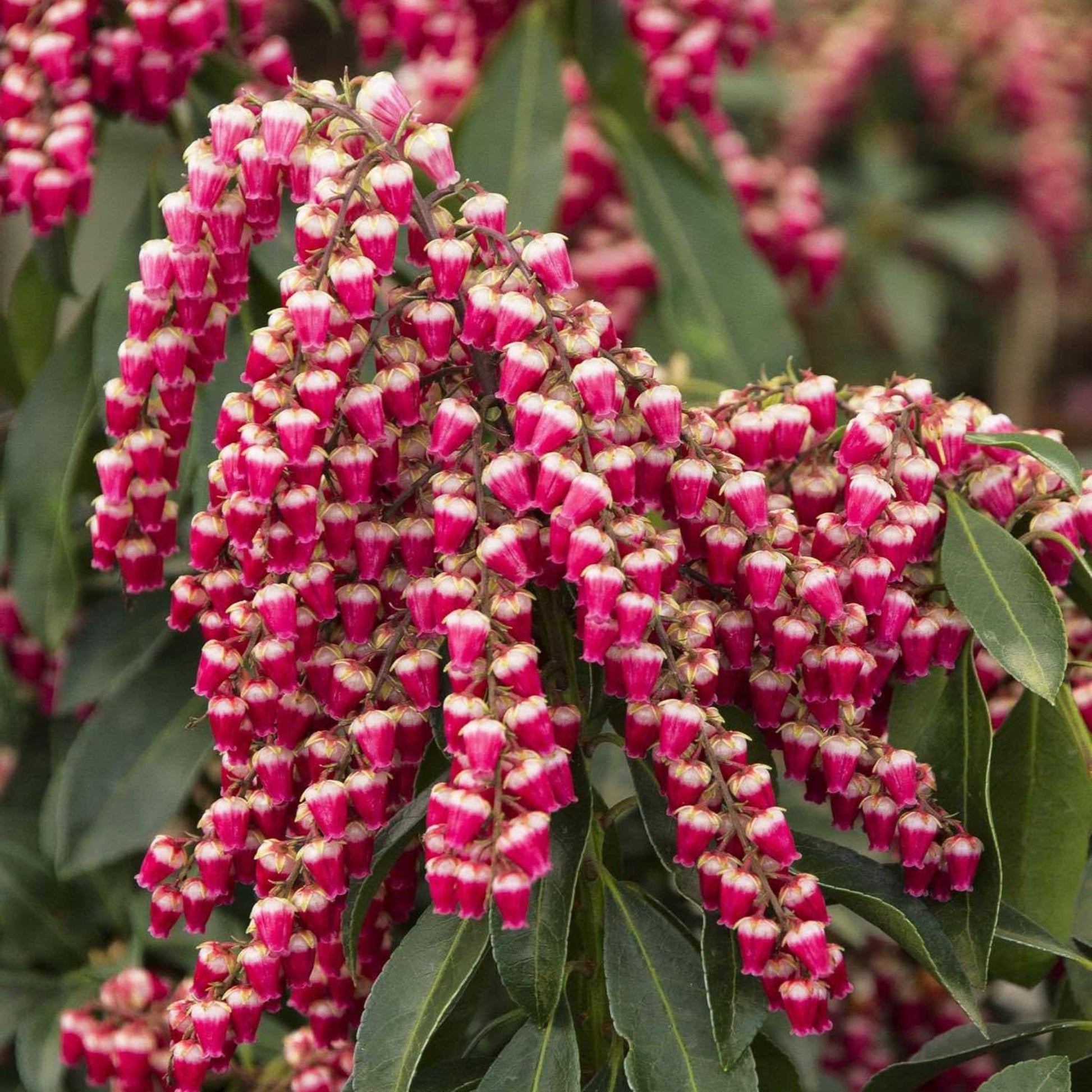 Enchanted Forest Gay Goblin Pieris plant with pink white bell flowers and dark green leaves on Tampa Home & Garden Store