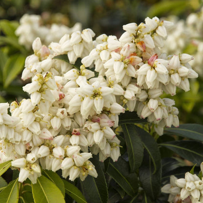 Enchanted Forest River Run Pieris plant with white bell blooms pink hints Live Good Logistics on Tampa Home & Garden Store