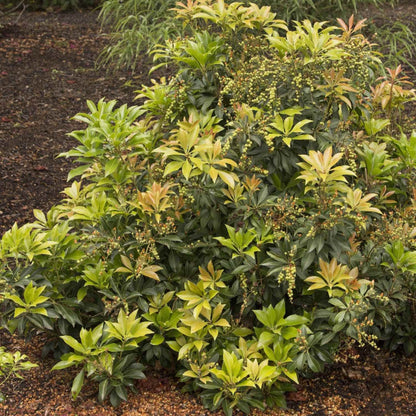 Enchanted Forest River Run Pieris shrub with lime-yellow new growth and small green berries on Tampa Home & Garden Store