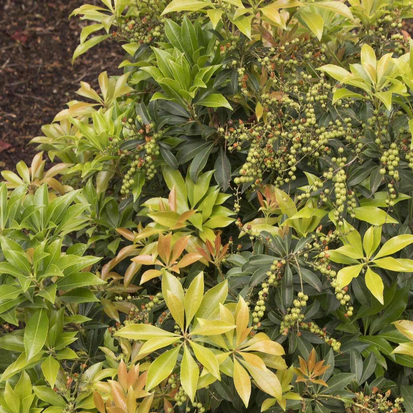 Enchanted Forest River Run Pieris plant with yellow-green growth and green berry clusters on Tampa Home & Garden Store
