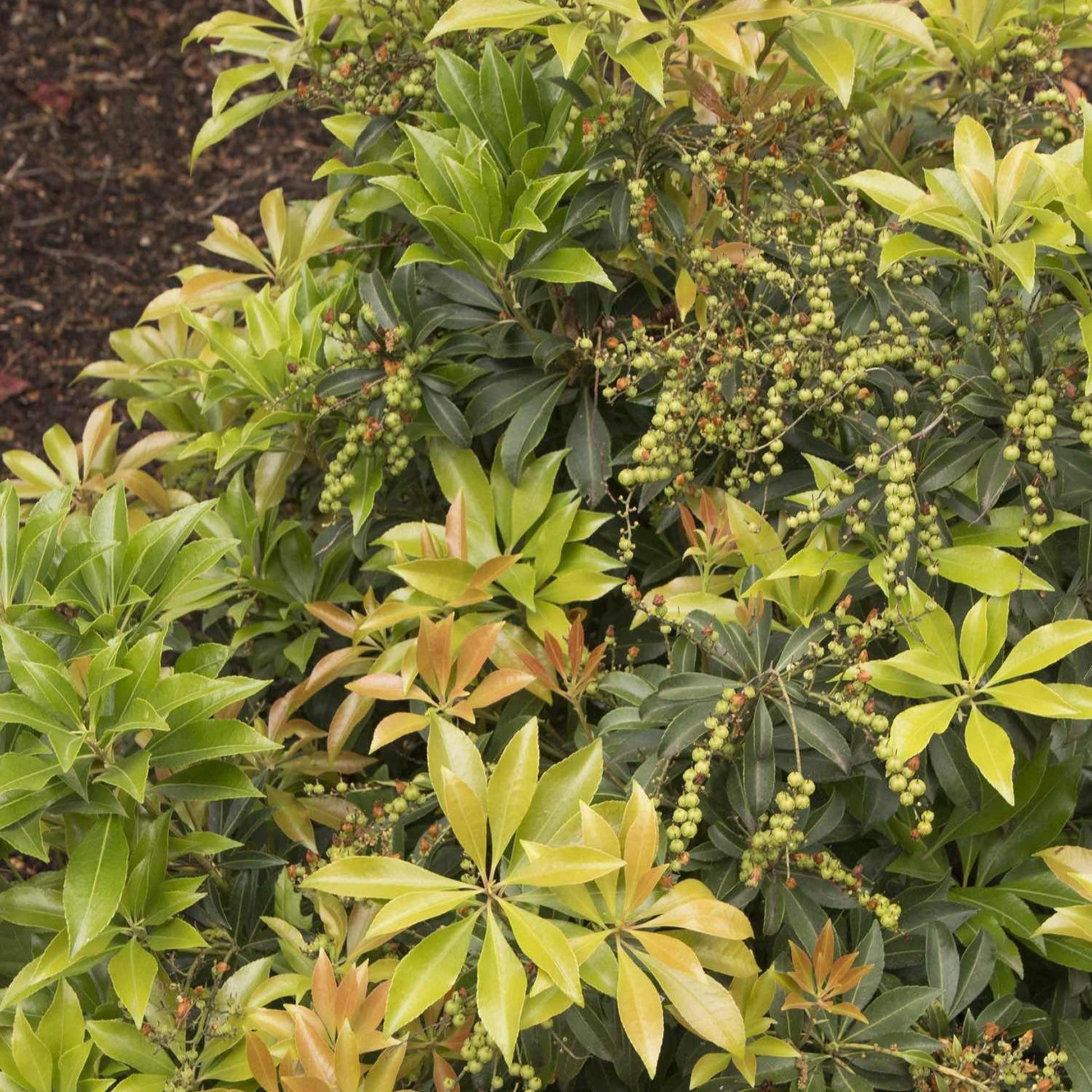 Enchanted Forest River Run Pieris plant with yellow-green growth and green berry clusters on Tampa Home & Garden Store