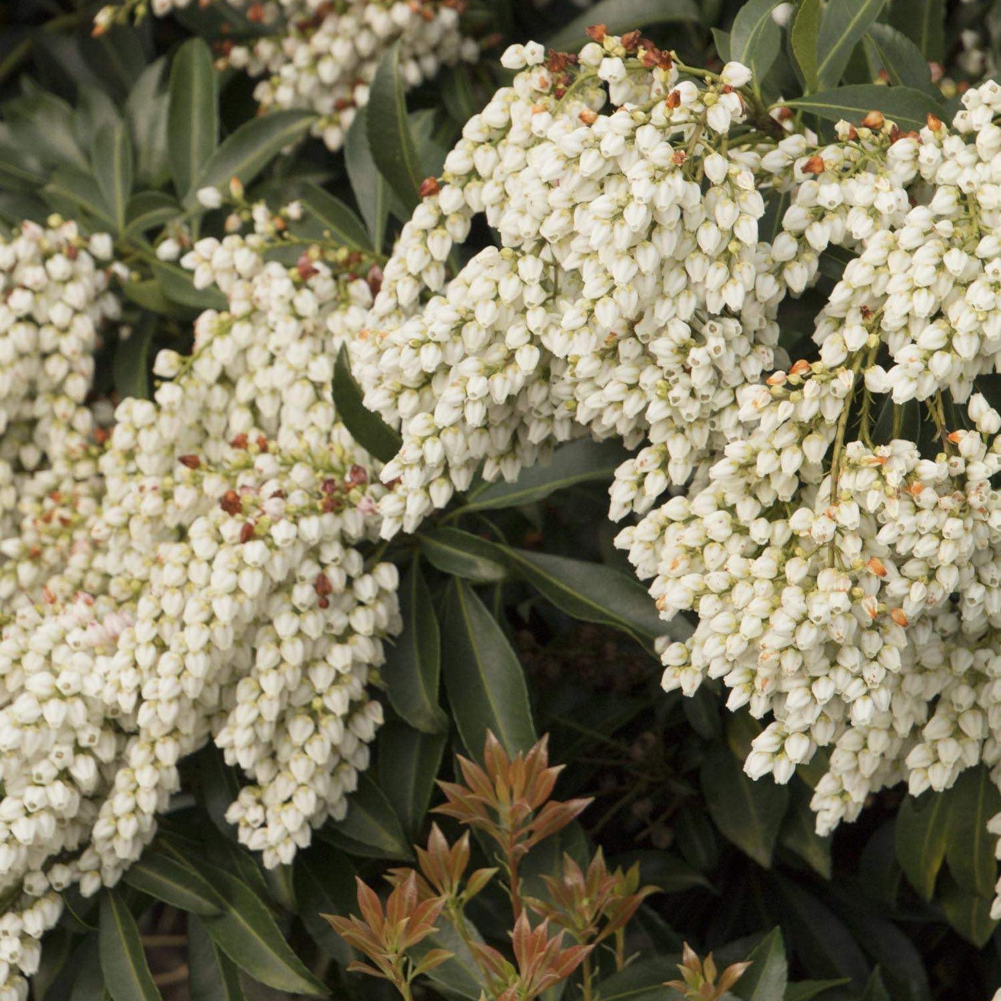 Enchanted Forest River Run Pieris plant with white blossoms and glossy leaves Live Good Logistics on Tampa Home & Garden Store