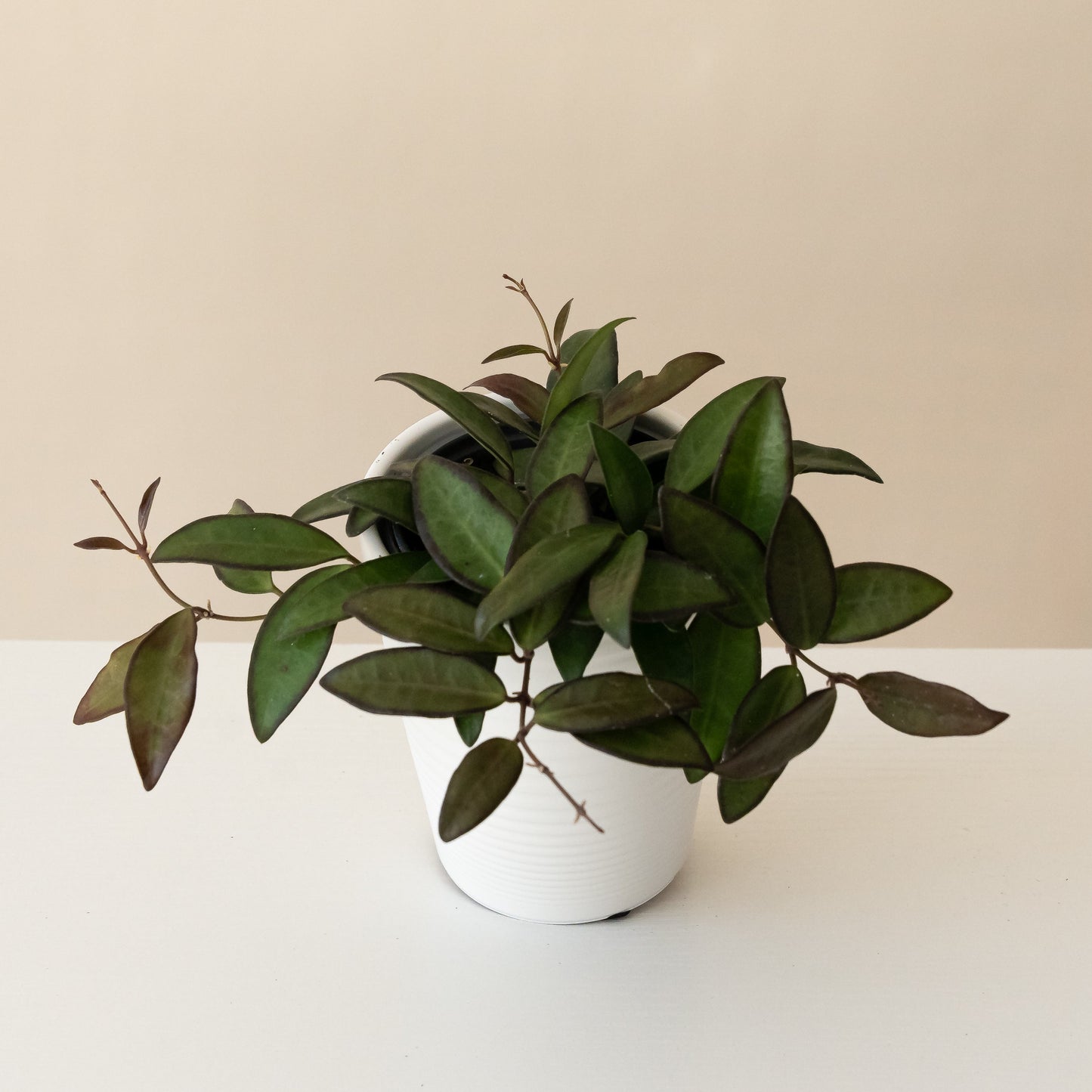 Endless Cascades® Adrift™ - Tampa Home & Garden Store