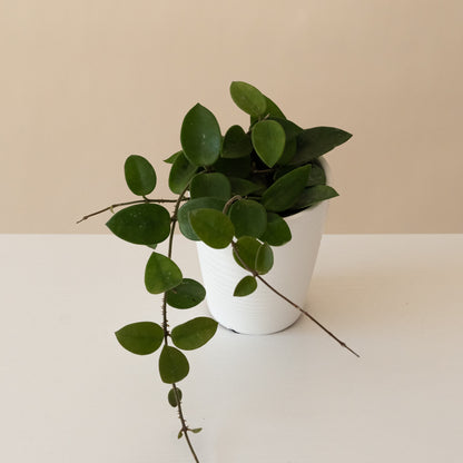 Endless Cascades® Chouke - Tampa Home & Garden Store