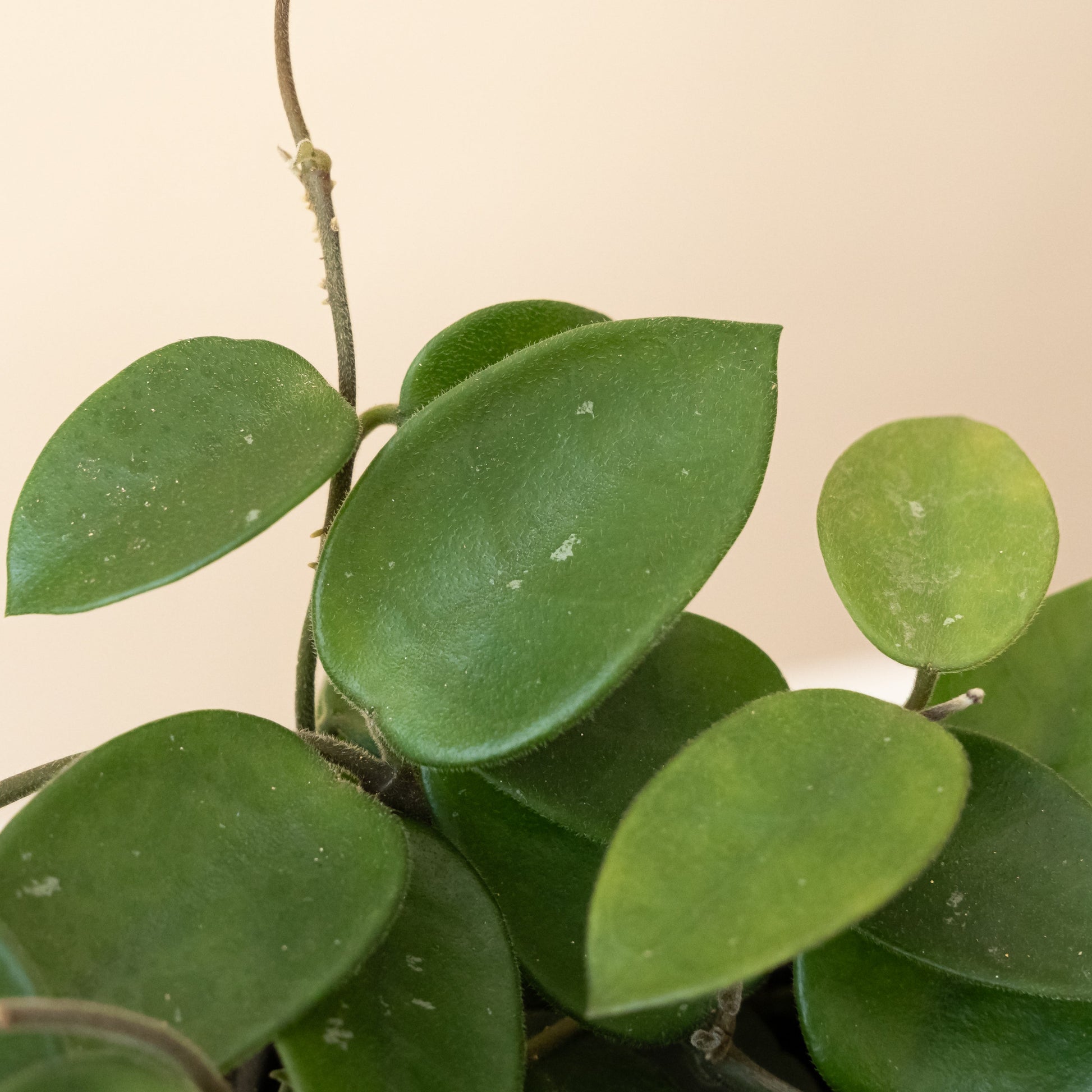 Endless Cascades® Chouke - Tampa Home & Garden Store