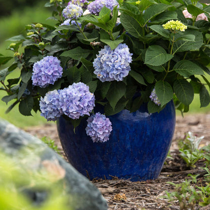 Endless Summer Hydrangea plant in a blue pot with lavender blooms and green leaves on Tampa Home & Garden Store