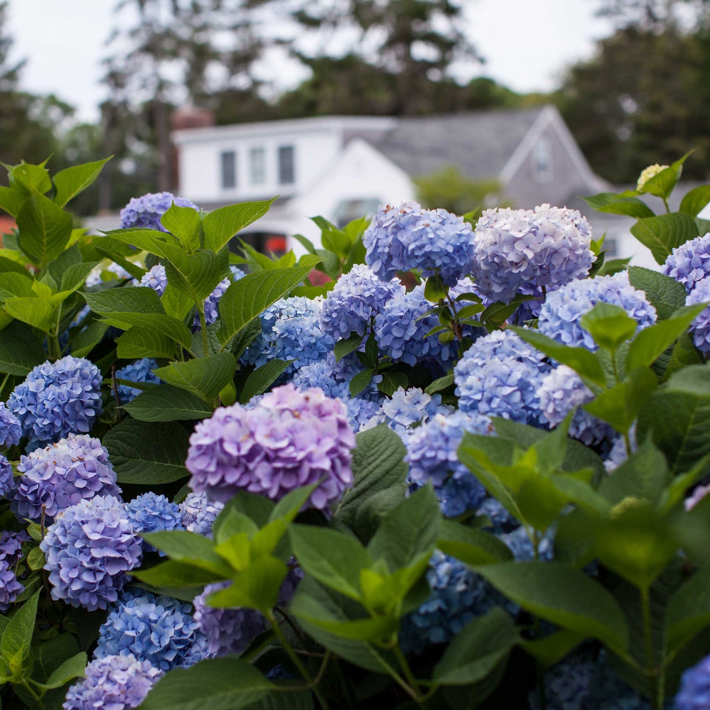 Endless Summer Hydrangea plant with blue blossoms and lush green leaves in a garden setting on Tampa Home & Garden Store