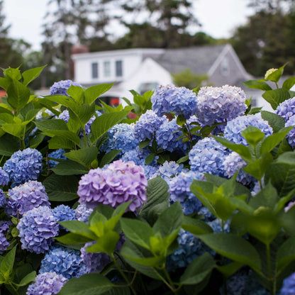 Endless Summer Hydrangea plant with blue blossoms and lush green leaves in a garden setting on Tampa Home & Garden Store