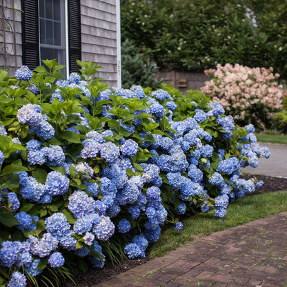 Endless Summer Hydrangea plant with blue flower clusters and lush green leaves beside a house on Tampa Home & Garden Store