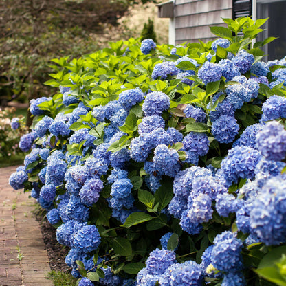 Endless Summer Hydrangea plant with blue flower clusters and green leaves along a garden path on Tampa Home & Garden Store