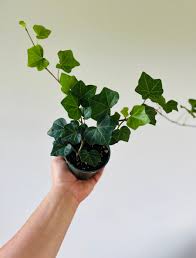 English Ivy - Tampa Home & Garden Store