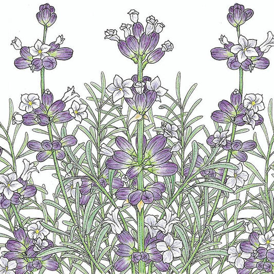 English-Vera Lavender Seeds (Organic) - Tampa Home & Garden Store