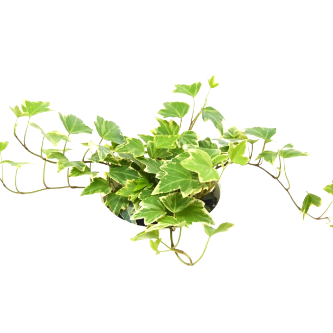 2 English Ivy Pack 4-inch Pot variegated ivy, Rooted Treasures Farms on Tampa Home & Garden Store