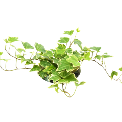 2 English Ivy Pack 4-inch Pot variegated ivy, Rooted Treasures Farms on Tampa Home & Garden Store