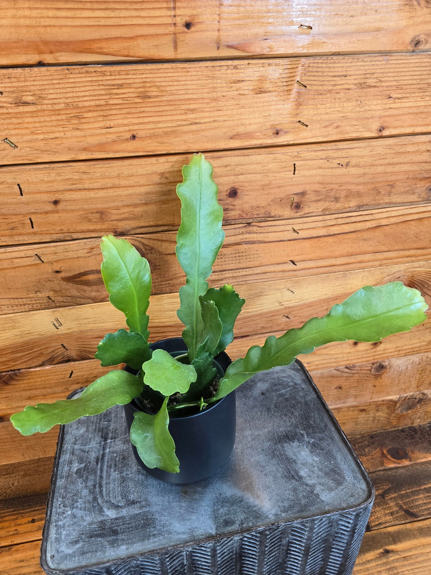 Epiphyllum Anguliger Beavertail Orchid Cactus, 4" Plant - Tampa Home & Garden Store