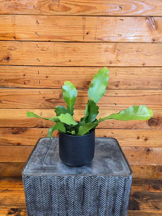 Epiphyllum Anguliger Beavertail Orchid Cactus, 4" Plant - Tampa Home & Garden Store