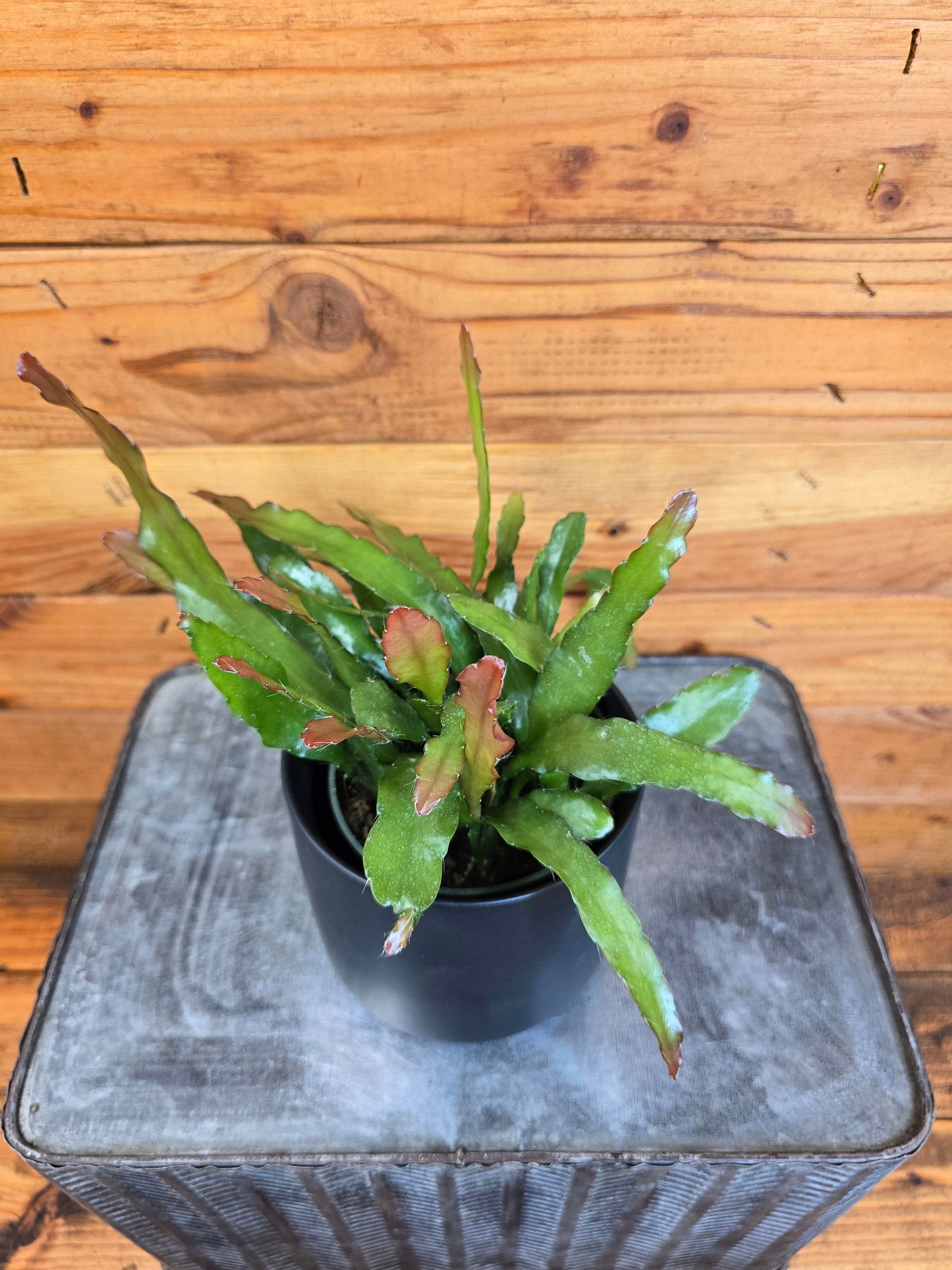 Epiphyllum Anguliger Fire Orchid Cactus, 4" Plant - Tampa Home & Garden Store