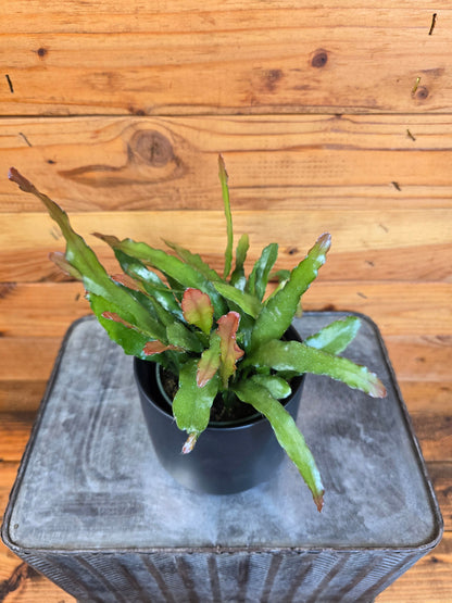 Epiphyllum Anguliger Fire Orchid Cactus, 4" Plant - Tampa Home & Garden Store